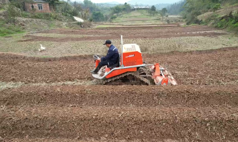 G25 tracked tiller working in a hilly apple orchard, self-propelled cultivator